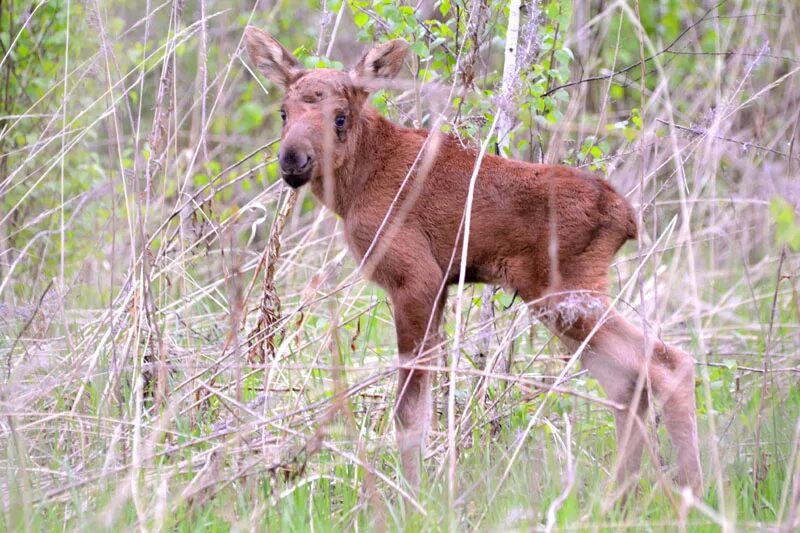 Назови детенышей лось лосиха. Лось с лосенком. Лосиха с лосенком. Детеныш лося. Лось и лосиха детеныш.