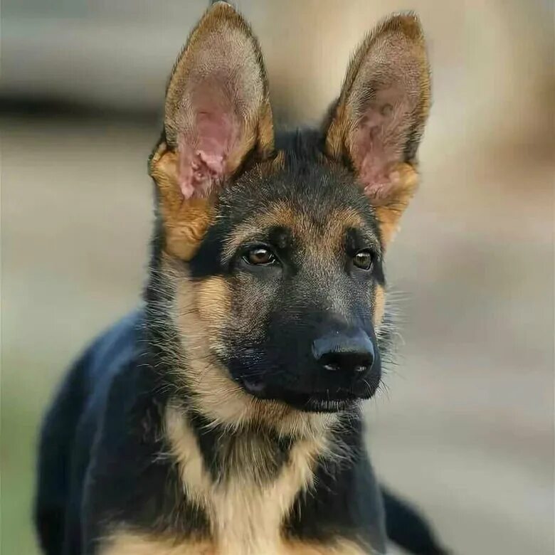 3 Ways to Train a German Shepherd - wikiHow German shepard puppies, German sheph