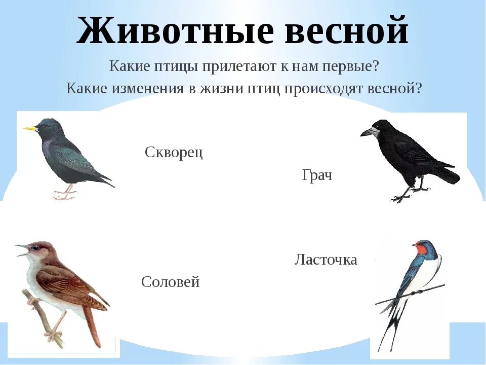 Птицы прилетающие весной в россию. Какие птицы прилетают. Какие птицы перелетают. Птицы которые прилетают весной. Какие птицы прилетают весной первыми.