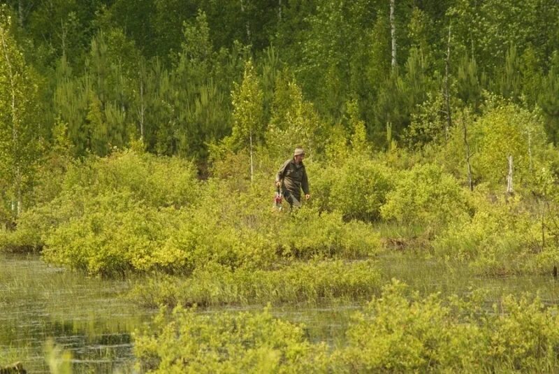 Заблудились в болоте. Поход за клюквой на болото. В лес за клюквой мужик. Северодвинец лес Великий Устюг.