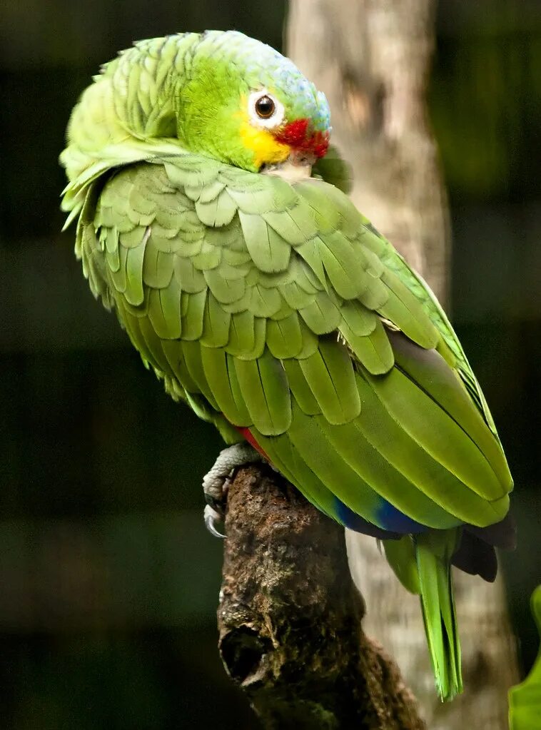 Амазон попугай. Краснолобый Амазон. Пуэрториканский Амазон. Юкатанский Амазон(желтоуздечный Амазон). Curl parrot