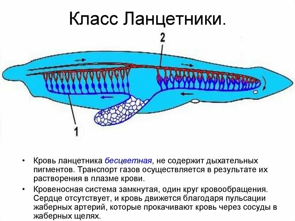 Круг кровообращения ланцетника. Нервная система ланцетника. Класс Ланцетники нервная система. Кровь ланцетника. Кровообращение ланцетника