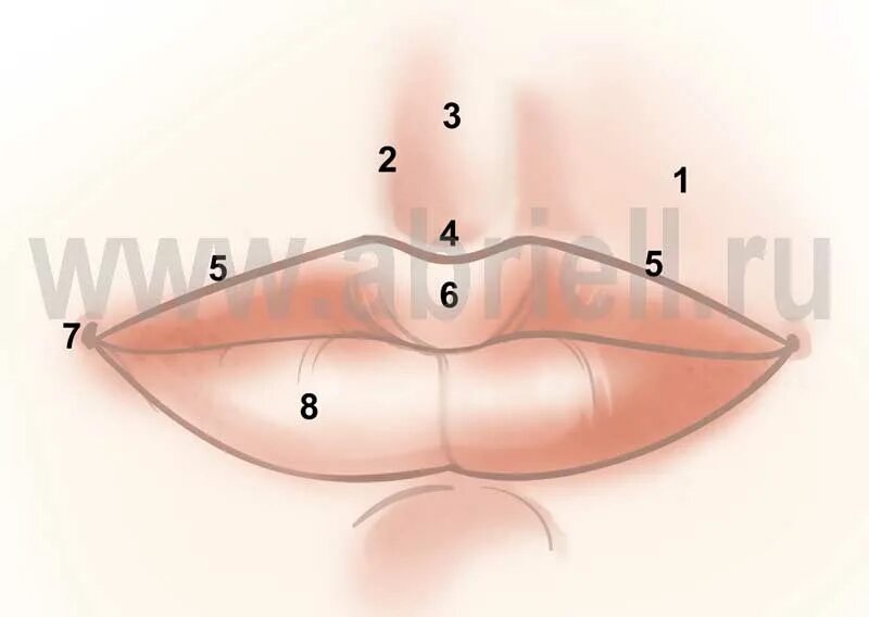 Части губ рта. Губы строение Анатомическое.