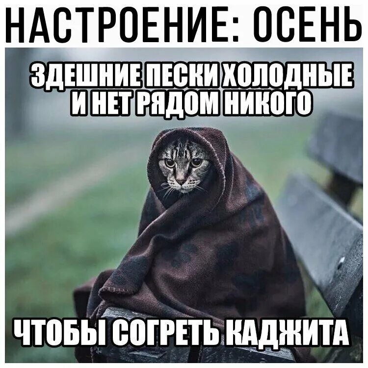 Нет врем ни. Каджит здешние Пески холодные. Каджит Пески Эльсвейра. Каджит мемы. Каджит приколы.