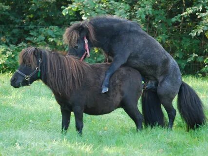 Horses mating close up