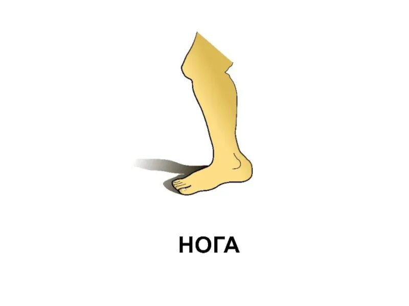 Ножка значение. Ноги слова. Ноги слова. Ноги по английски. Ноги слова.