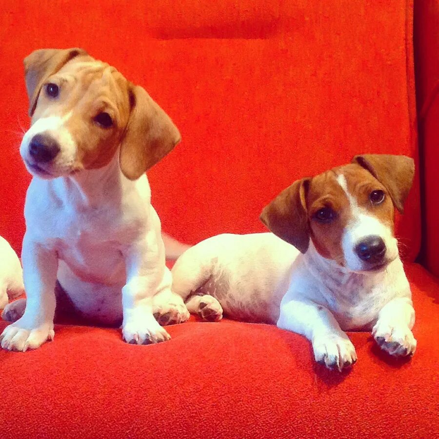 джек рассел 4 месяца. щенок рассел терьера 3 месяца. щенок рассел терьера 3 месяца. щенок джек рассел терьер 3 месяца. джек рассел терьер 3 месяца.