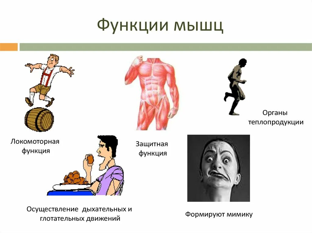 Назовите функции мышц. Функции мышц. Функции мышц в теле человека. Перечислите основные функции мышц. Защитная функция мышц.