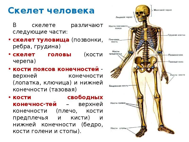 В состав скелета человека входит. Части скелета. скелет тела человека. скелет анатомия. скелет туловища.