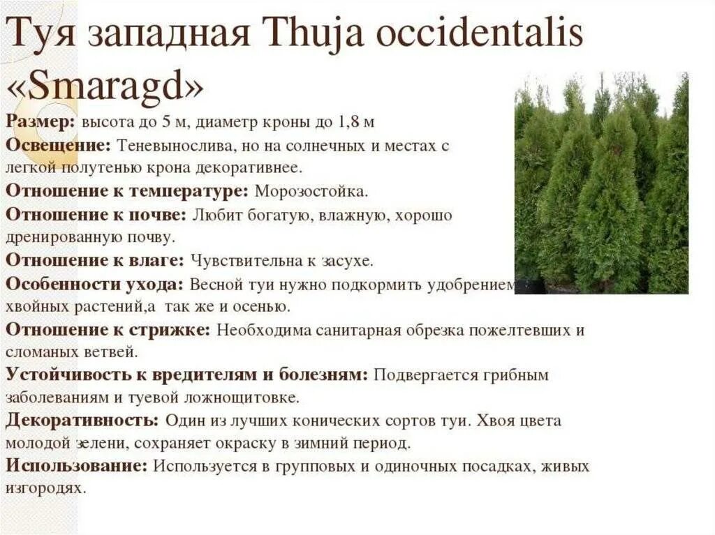 Туя смарагд размеры. Туя смарагд с3. туя западная смарагд с3. туя западная смарагд диаметр кроны. туя смарагд крона диаметр.
