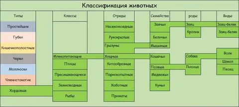 Назовите типы и виды животных