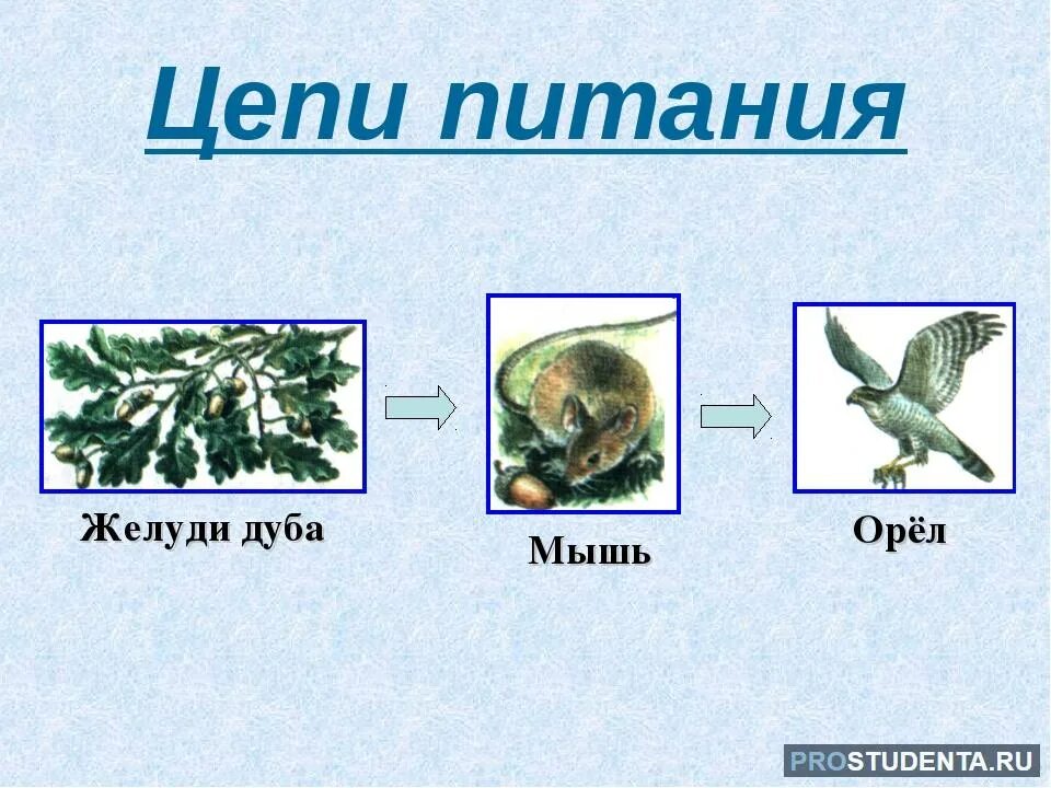 Цепь питания животных 3 класс окружающий. Цепь питания животных 3 класс окружающий