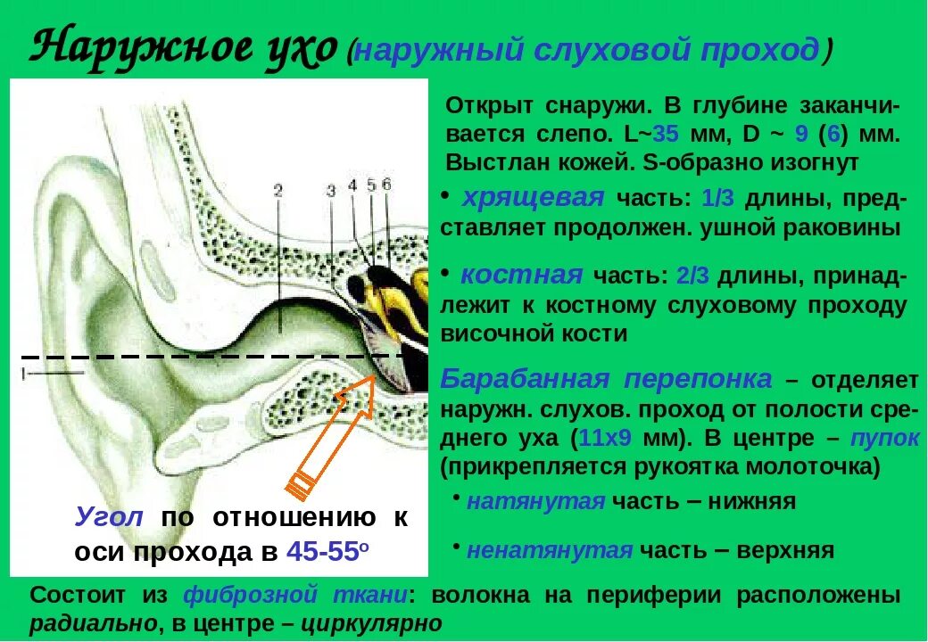 Наружное ухо наружный слуховой проход. Слуховой проход строение. Наружный слуховой проход строение. Анатомия наружного слухового прохода. Воздух заполняет наружное ухо