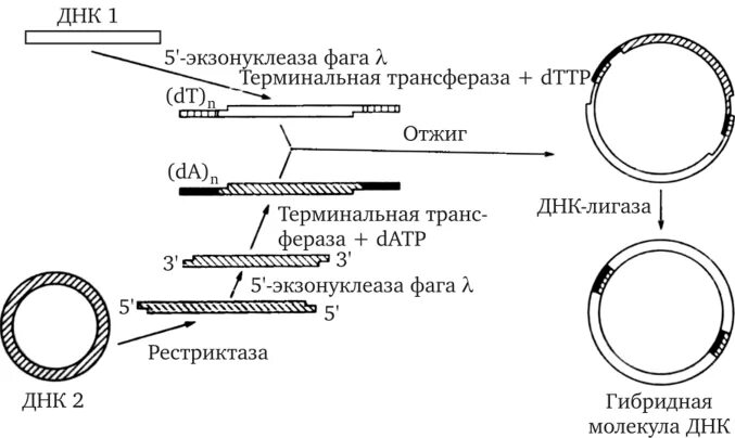 Способы конструирования рекомбинантных днк. Конструирование рекомбинантных днк. Сшивка фрагментов с разноименными липкими концами. Схема клонирования рекомбинантной днк. Механизм генетической инженерии.