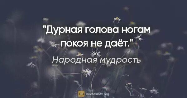 Дурная голова пословица