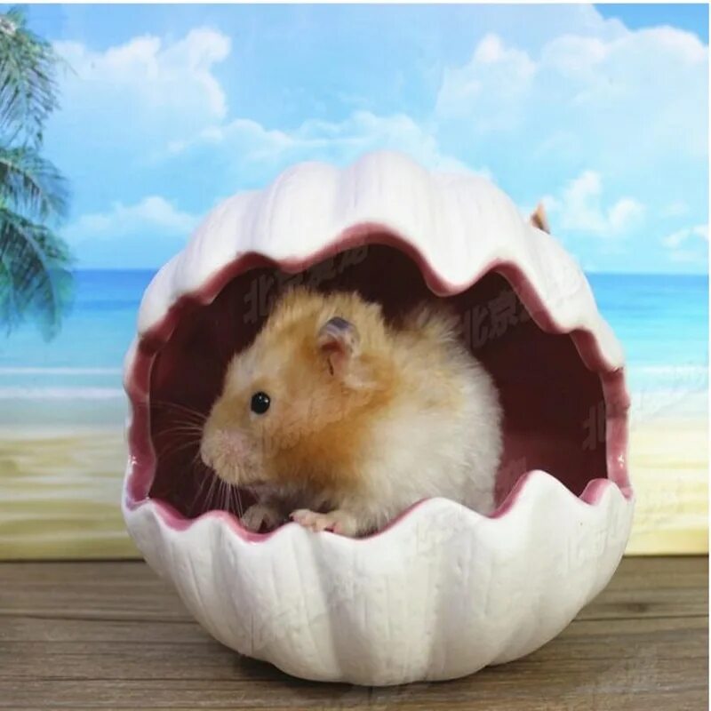 Pet hamster. Морской хомячок. Домик Ракушка для хомяка. Керамический домик для хомяка. Домик для морской свинки.