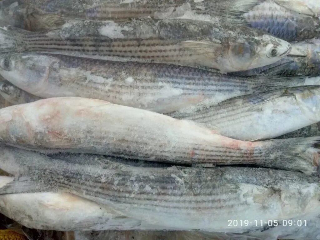 Кефаль замороженная. Кефаль замороженная. Кефаль тушка. Кефаль замороженная. Кефаль пеленгас свежемороженая.