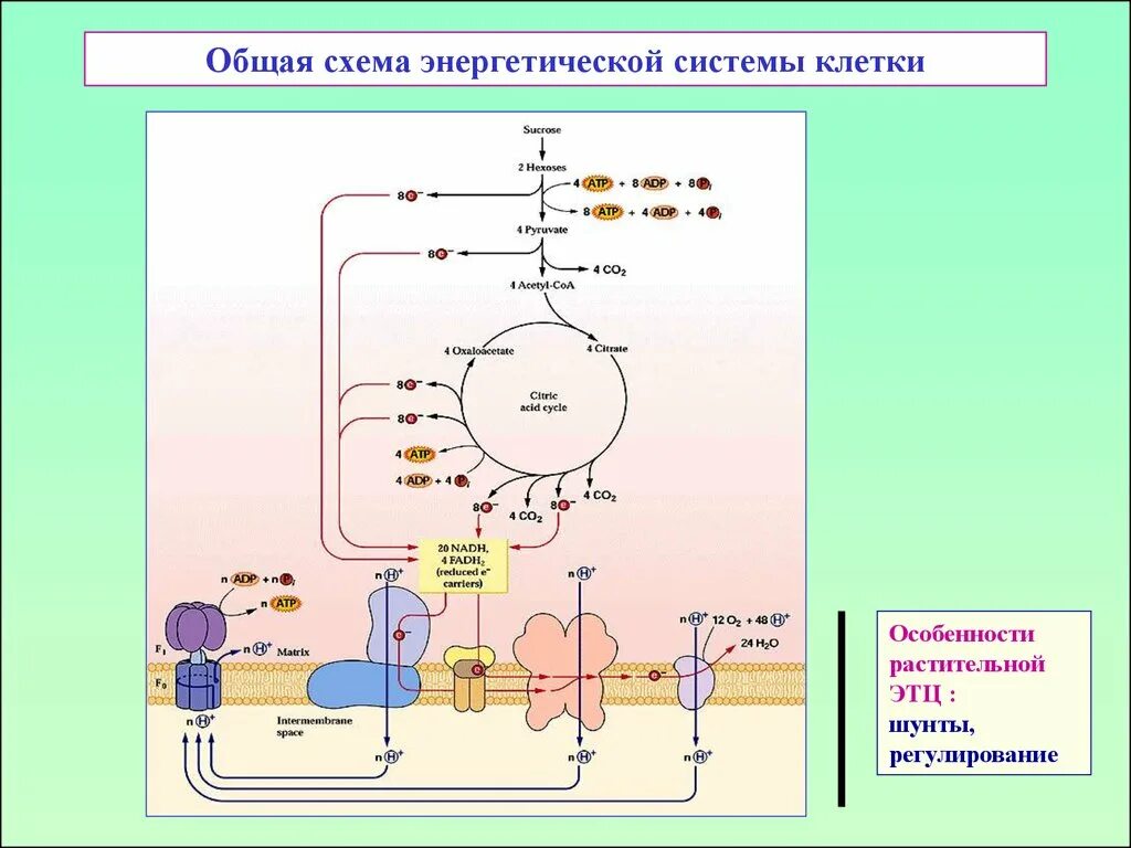 Энергетика клетки атф. Энергетика клетки. Обмен веществ 9 класс биология. Для чего клеткам энергия. Энергетика клетки.