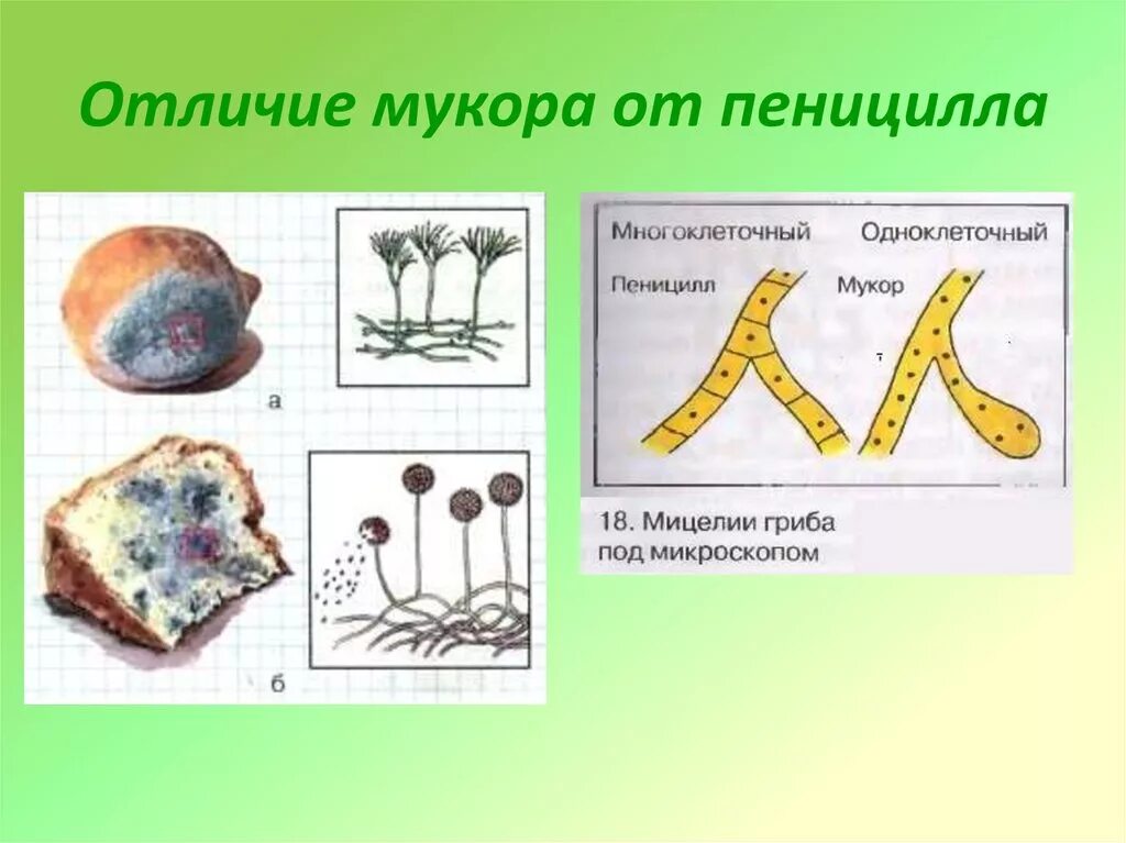 Чем отличается пеницилл от дрожжей. Строение мукора и пеницилла. Строение плесневых грибов мукора и пеницилла. Мукор одноклеточный гриб. Гриб мукор и пеницилл.