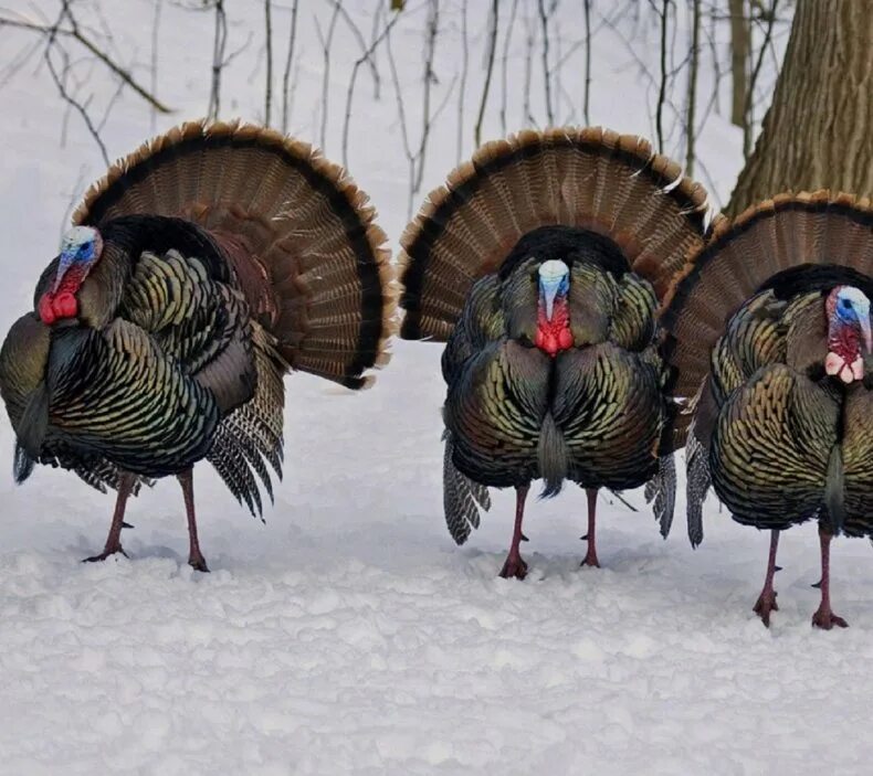 Индюки зимой. Индюк на снегу. Индюк зимой. Индюк зимой. Фото индюшки зимой.