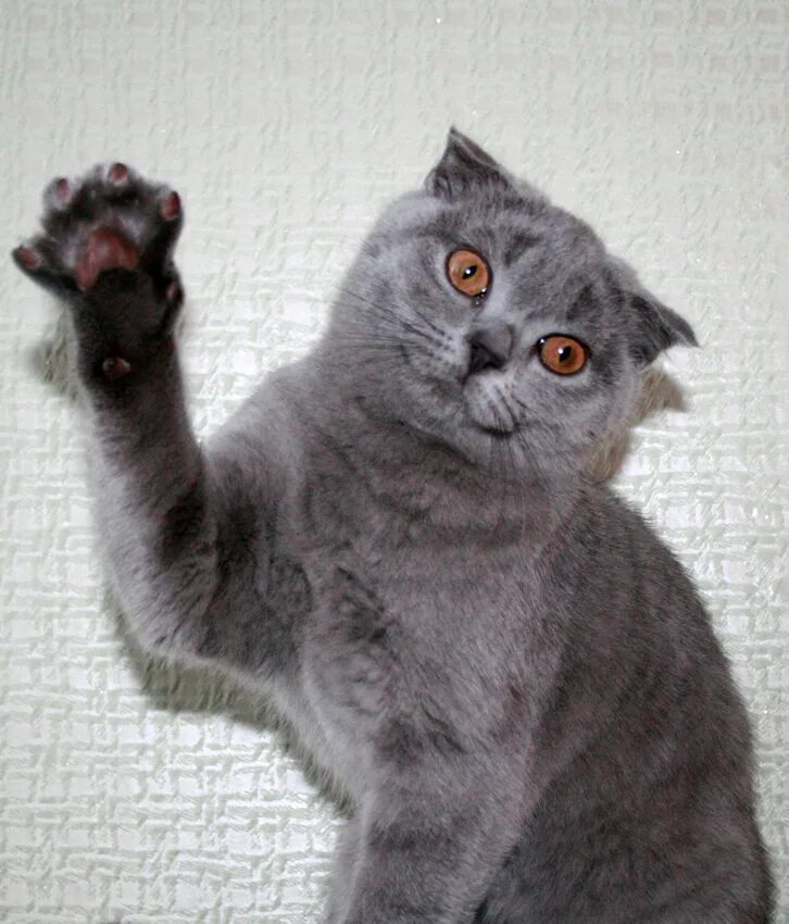 Котокод отзывы