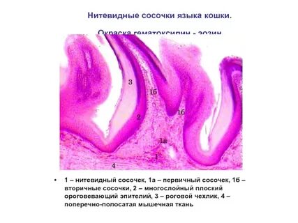 Эпителий кошки