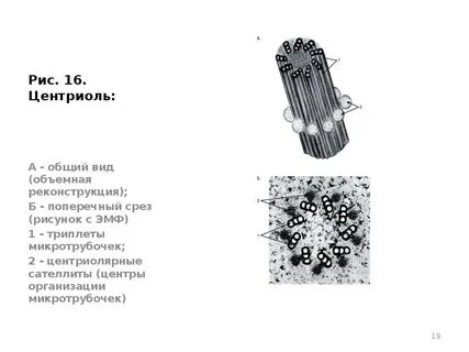 Клеточный центр микротрубочки