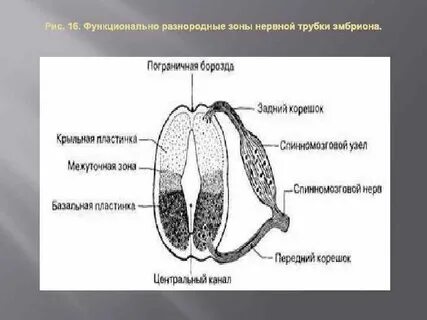 Слои нервной