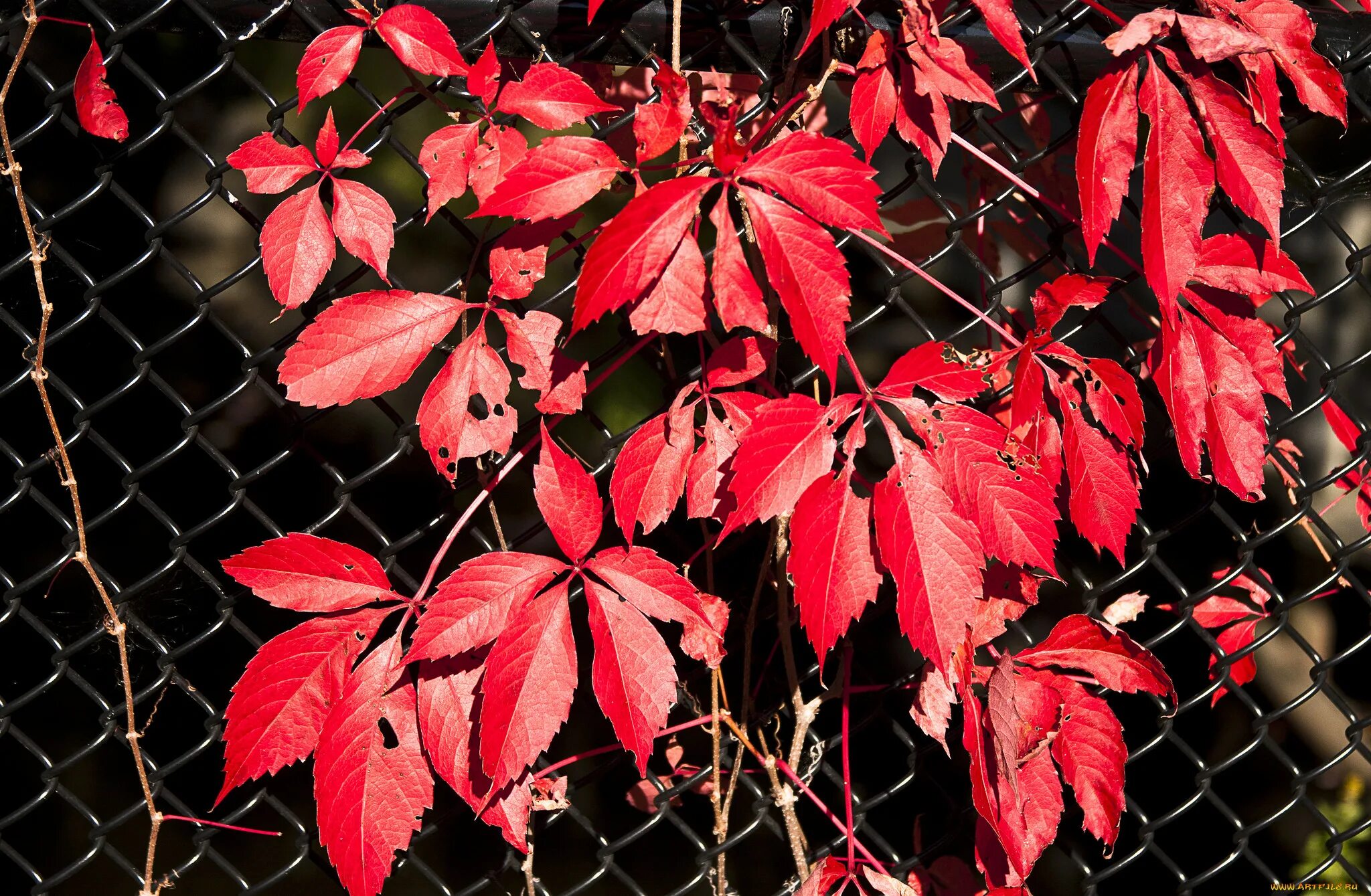 Листья краснеют по краям. Красный лист. Растения с красными листьями вверху. Красные листья на черном фоне. Красные растения для улицы.