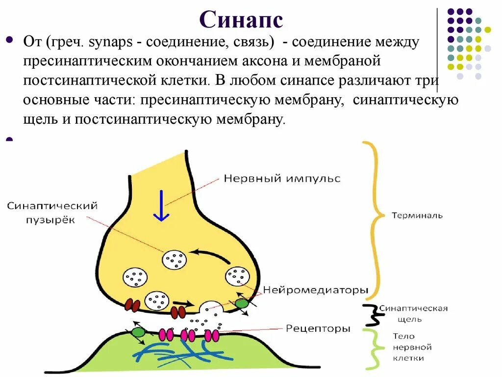 Значение синапса. Образование синапса схема. синапс щель, мембрана. строение синапса. типы синапсов. нейромедиаторы.. синапс строение и функции.