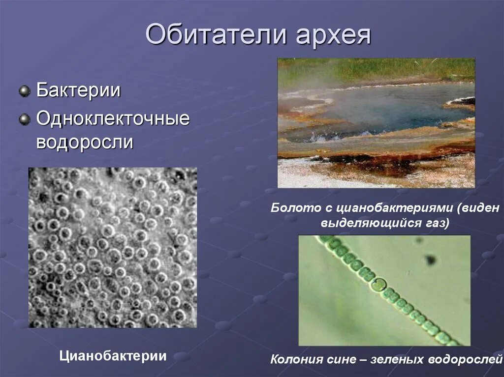 Архей бактерии и цианобактерии. Сине зеленые водоросли Архей. Архей живые организмы. Первые цианобактерии Архея.