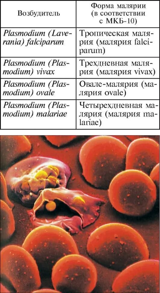 Возбудитель болезни малярии. Малярийный плазмодий возбудитель. Малярийный плазмодий микробиология. Малярийный плазмодий возбудитель заболевания. Эритроцитарные формы плазмодиев малярии.