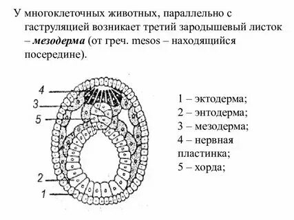 Из эктодермы происходит. Из эктодермы происходит