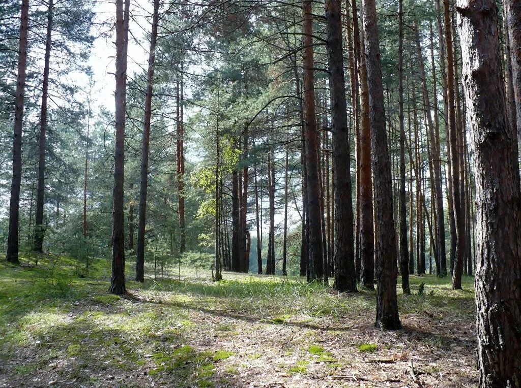 красивый лес россии. русский лес школьная. леса россии. фото леса. русский лес форма.