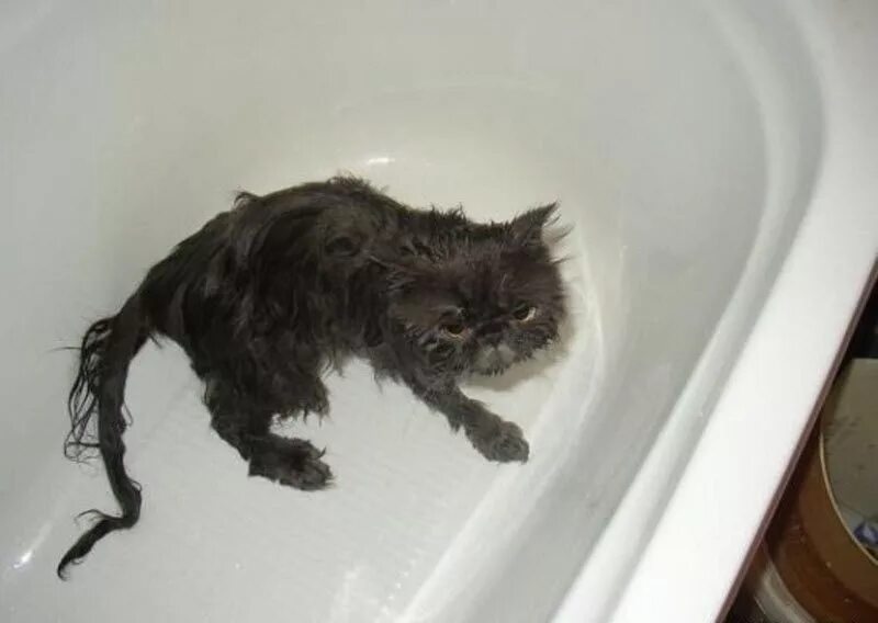 Мокрая кошка. Мокрый котенок. Помытый кот. Купание кота. Кошка после купания