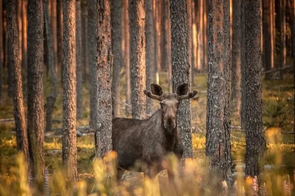 Лось в Вологодской области. Вологодские лоси. Лось Вологодский лес. Вологодские лосята.