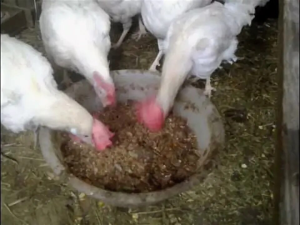 Чеснок курам несушкам