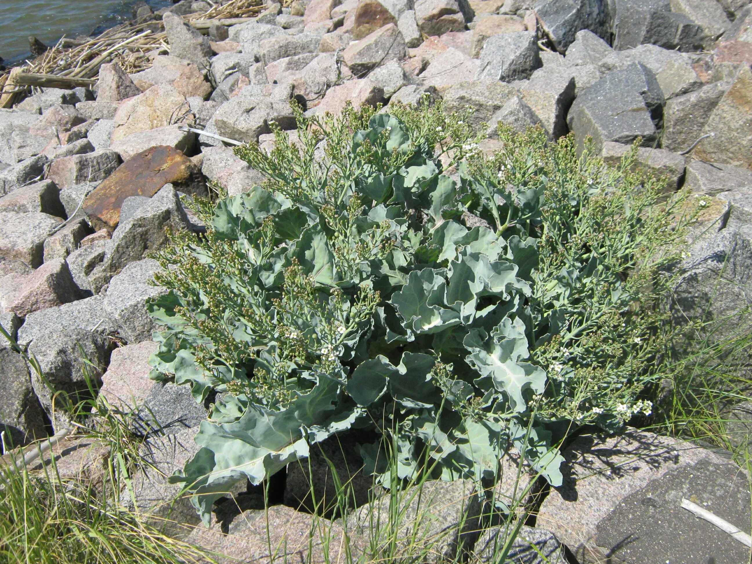 Катран (crambe cordifolia). Катран полезные свойства. Катран полезные свойства. Катран приморский растение. Катран полезные свойства.