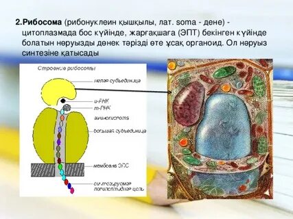 Сисси белдік