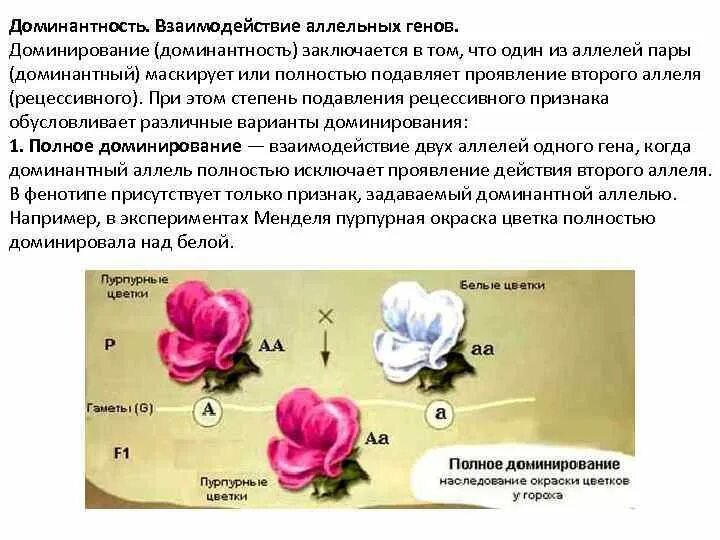 Взаимодействие аллельных генов полное доминирование. Взаимодействие аллельных генов при доминировании. Полное доминирование это. Полное доминирование Гена.