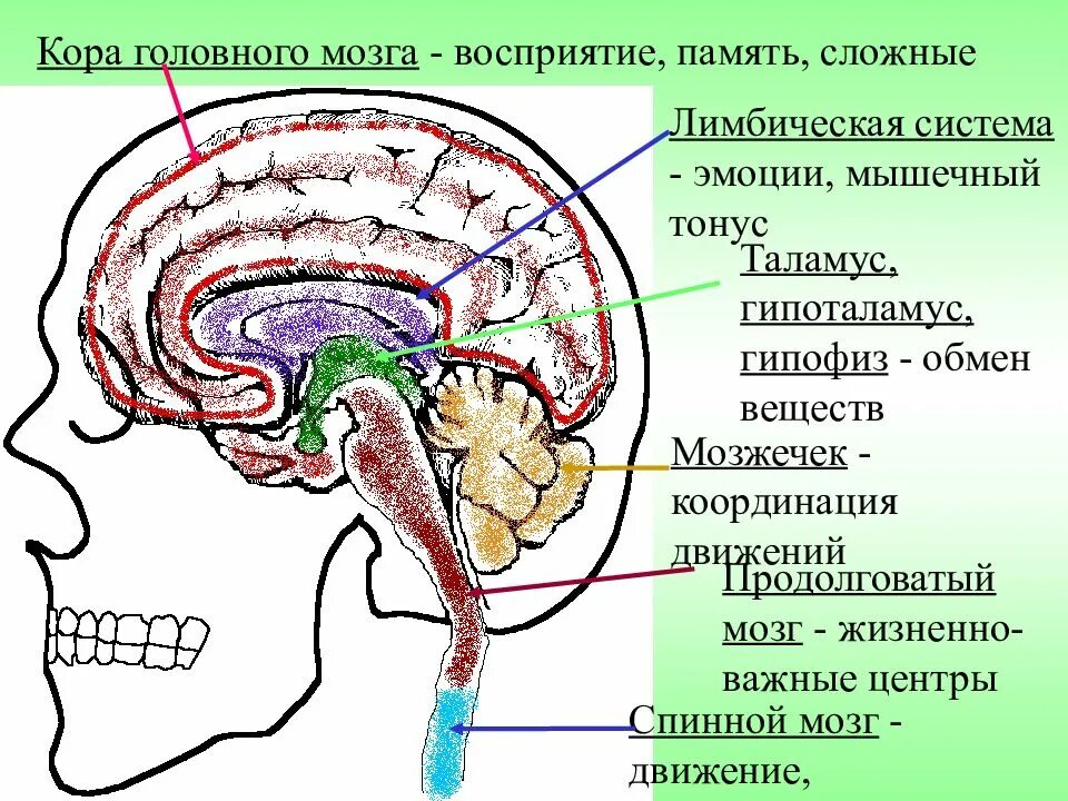 Координация движений регулирует. Строение коры головного мозга. Лимбическая система головного мозга.