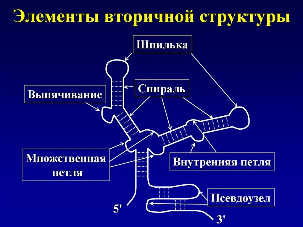 Элементы вторичной структуры. Элементы вторичной структуры РНК. Вторичная структура РНК шпилька. Основные элементы вторичной структуры РНК.