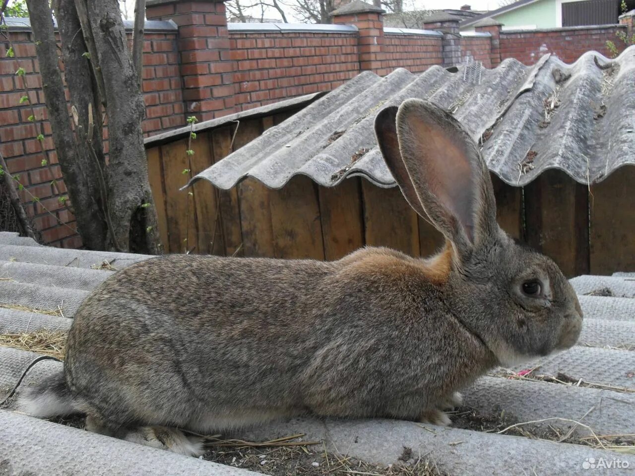 Купить кролика серого. Кролик серый великан великан. Серый великан кролик. Серый великан порода кроликов. Кролик серый великан крольчата.