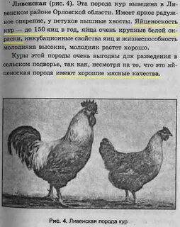 Куры размеры