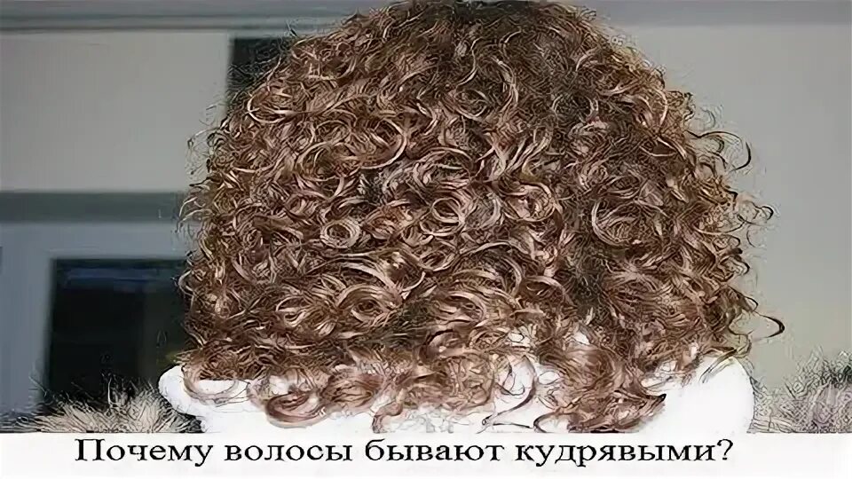 Стрижки на кудрявые волосы. Секущиеся кончики на кудрявых волосах. Могут ли кудрявые волосы передаться по наследству. Афролоконы волнистые. Причина вьющихся волос.