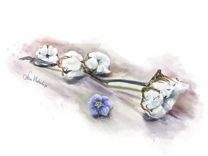 Рисунок хлопка