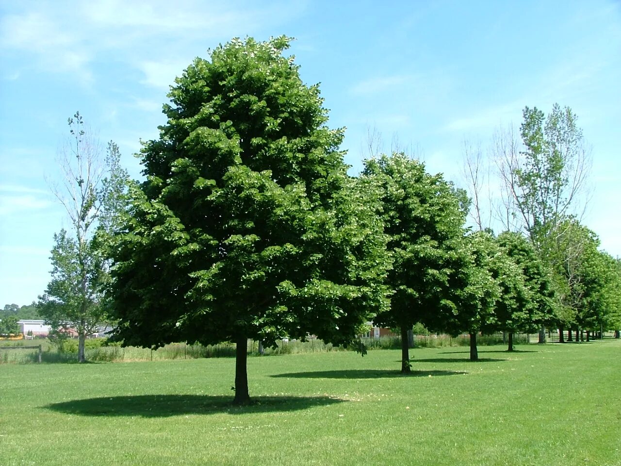 Вид городских деревьев. Липа мелколистная сердцевидная. Липа мелколистная Greenspire. Липа мелколистная Tilia cordata. Липа мелколистная Гринспайер.