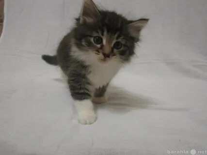 Отдам в добрые руки рязань