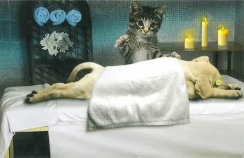 Массаж коту