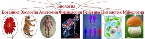 Ботаника зоология